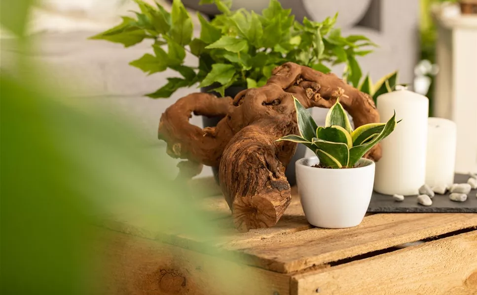 Dekoration - Die richtige Deko macht's! Dekoration - Die richtige Deko macht's!