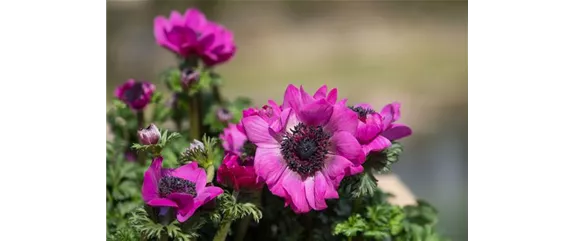KRONENANEMONE
