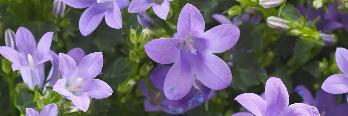 GLOCKENBLUME