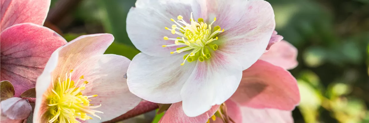 Helleborus Hybride 'HGC® Pink Frost'