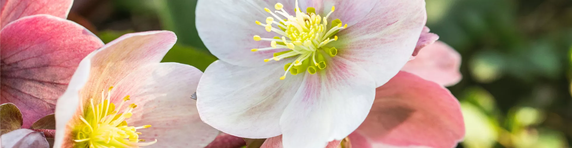 Helleborus Hybride 'HGC® Pink Frost'