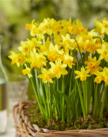 PFLANZE DES MONATS FEBRUAR: NARZISSE