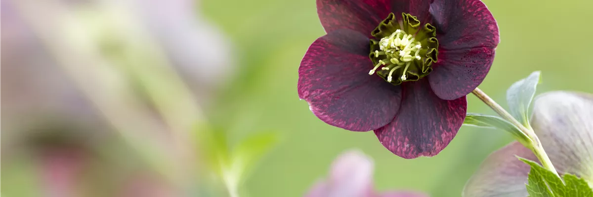 Helleborus orientalis