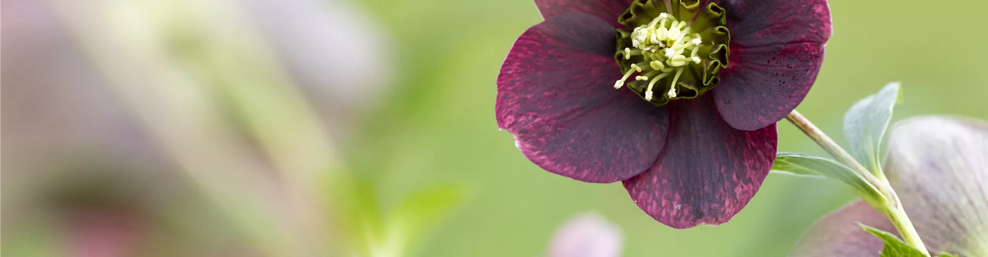 Helleborus orientalis