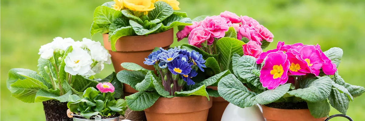 Ostern - Primeln mit Deko