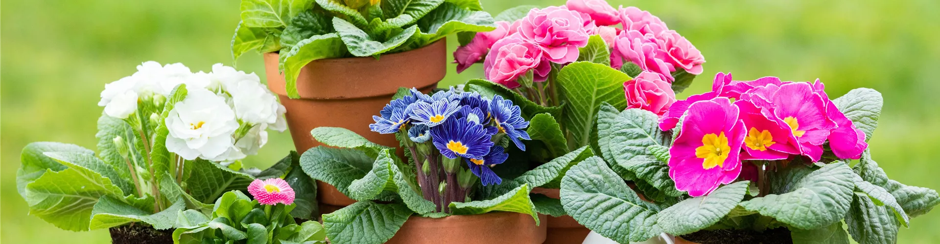 Ostern - Primeln mit Deko