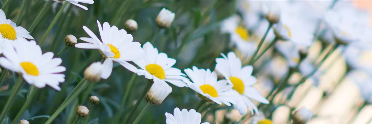 SOMMERMARGERITE