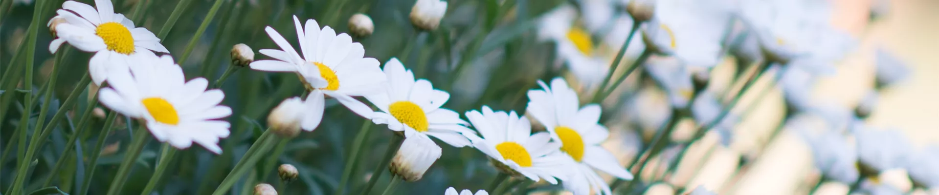 SOMMERMARGERITE