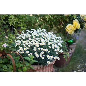 SOMMERMARGERITE
