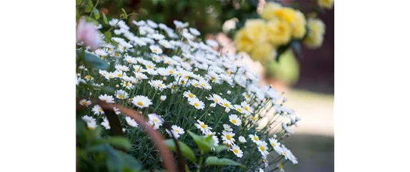 SOMMERMARGERITE
