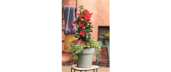 SOMMERLICHE BLÜTENPRACHT!