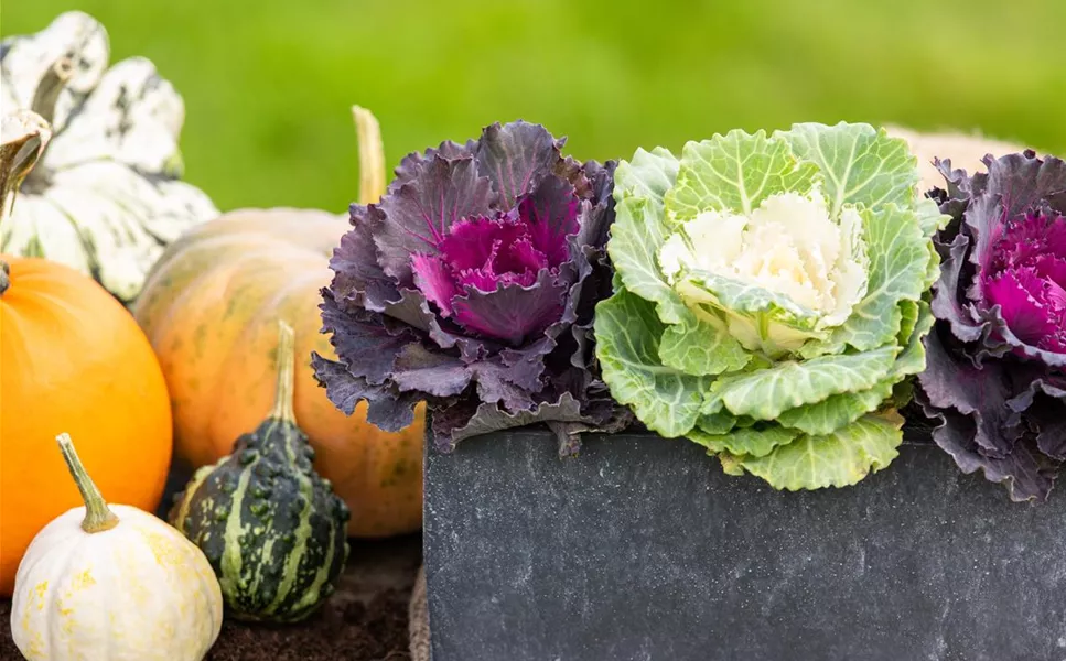 Pflanzideen - Besondere Arrangements Pflanzideen - Besondere Arrangements