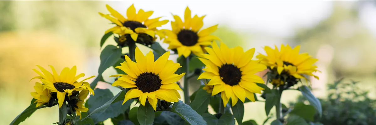 SONNENBLUME