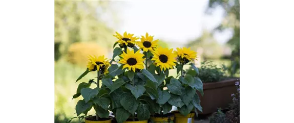 SONNENBLUME