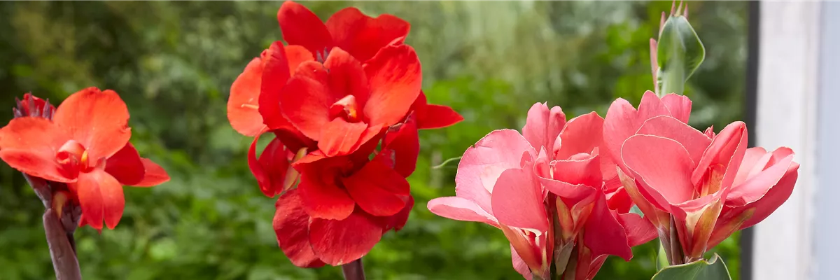 BLUMENROHR