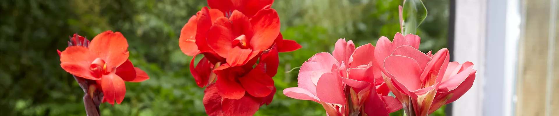 BLUMENROHR