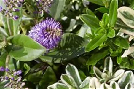 Strauchveronika Strauchveronika