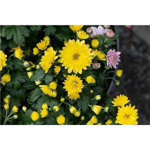 CHRYSANTHEME