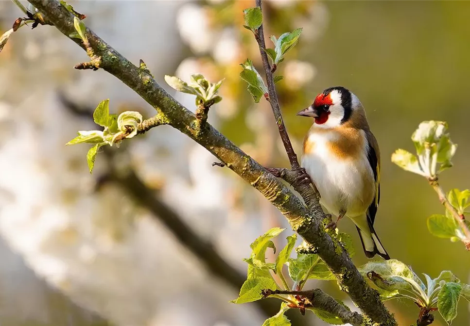 GARTENTIER DES JAHRES - STIEGLITZ GARTENTIER DES JAHRES - STIEGLITZ