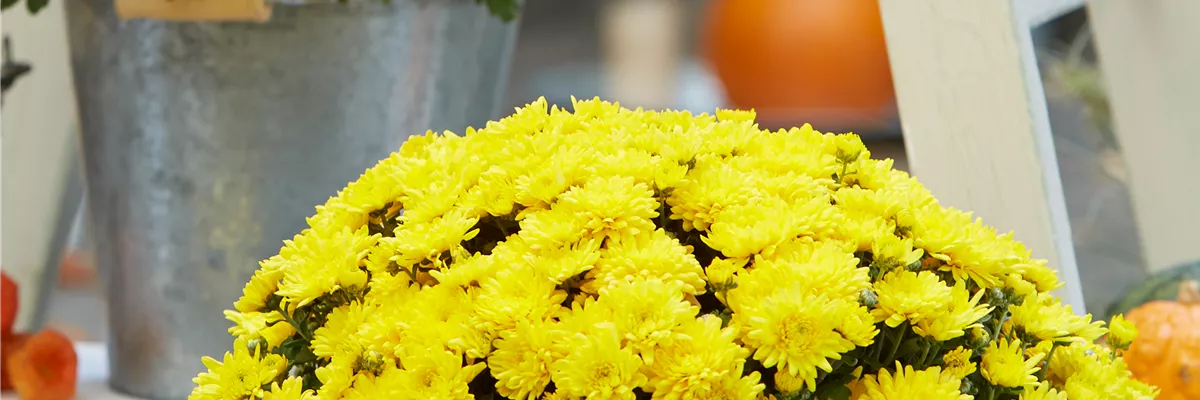 BLüTEN FüR DEN HERBSTBALKON!