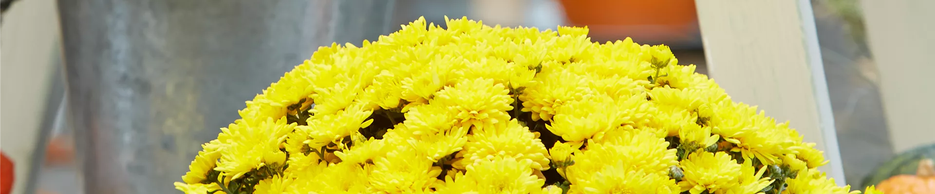 BLüTEN FüR DEN HERBSTBALKON!