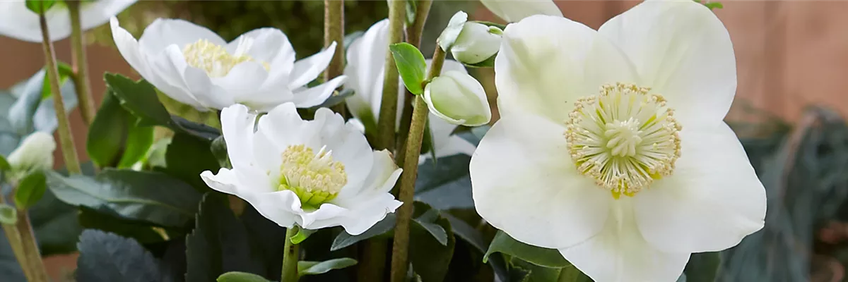 CHRISTROSE