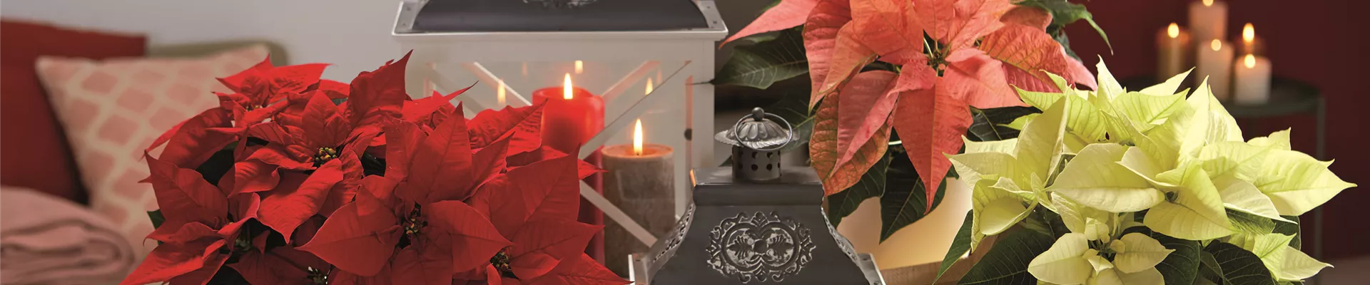 WEIHNACHTSFREUDE üBERALL!