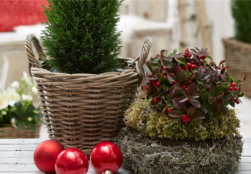 IMMERGRüNE OUTDOORSTARS IMMERGRüNE OUTDOORSTARS