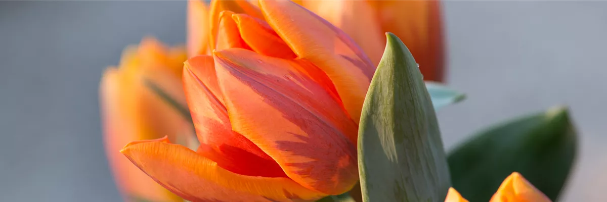 TULPE