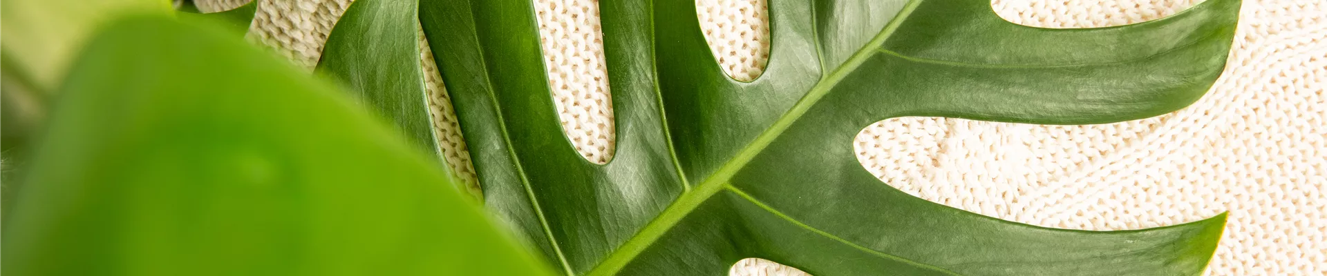 Monstera deliciosa