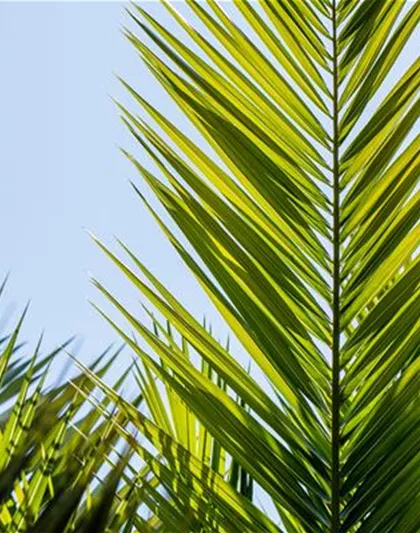 Mediterrane Pflanzen Mediterrane Pflanzen