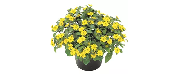 URLAUB AUF DEM BALKON! 