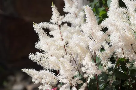 PFLANZE DER WOCHE: ASTILBE