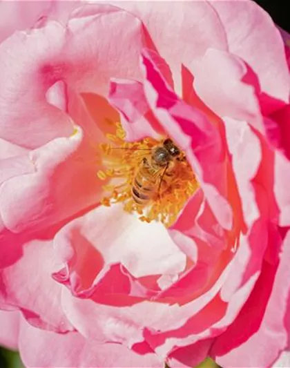 Bienenfreundliche Pflanzen Bienenfreundliche Pflanzen