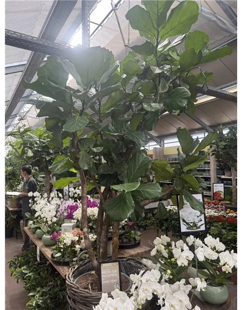 Ficus lyrata Geigenficus
