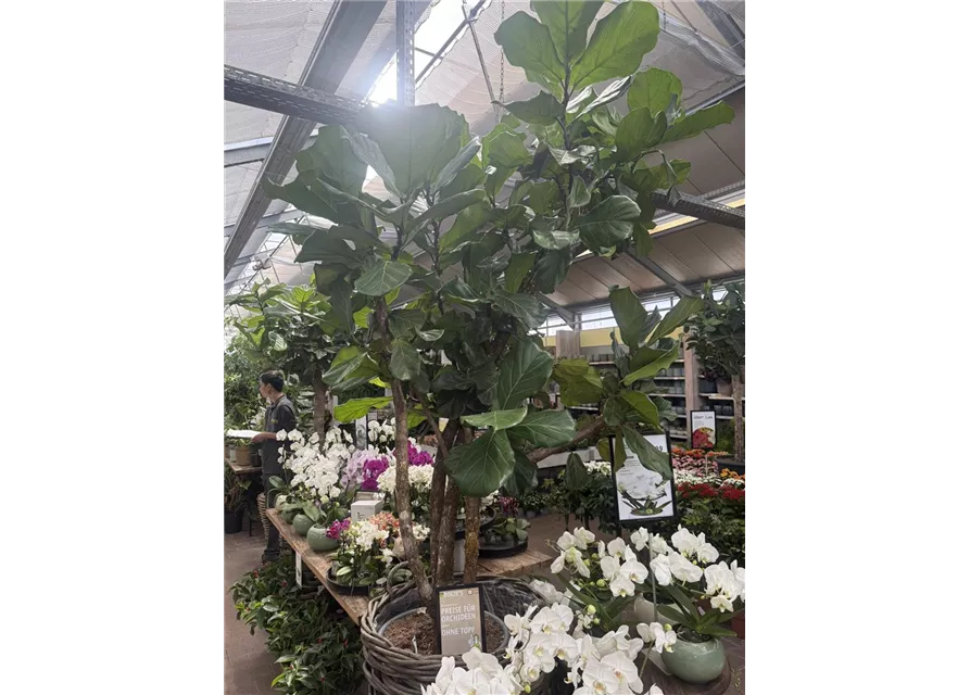 Ficus lyrata Geigenficus