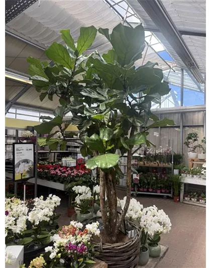 Ficus lyrata (Geigenficus) 