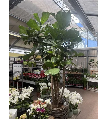 Ficus lyrata (Geigenficus) 