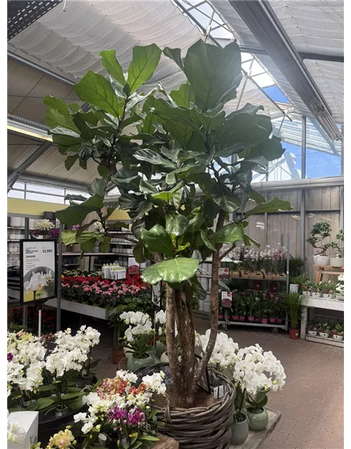 Ficus lyrata Geigenficus
