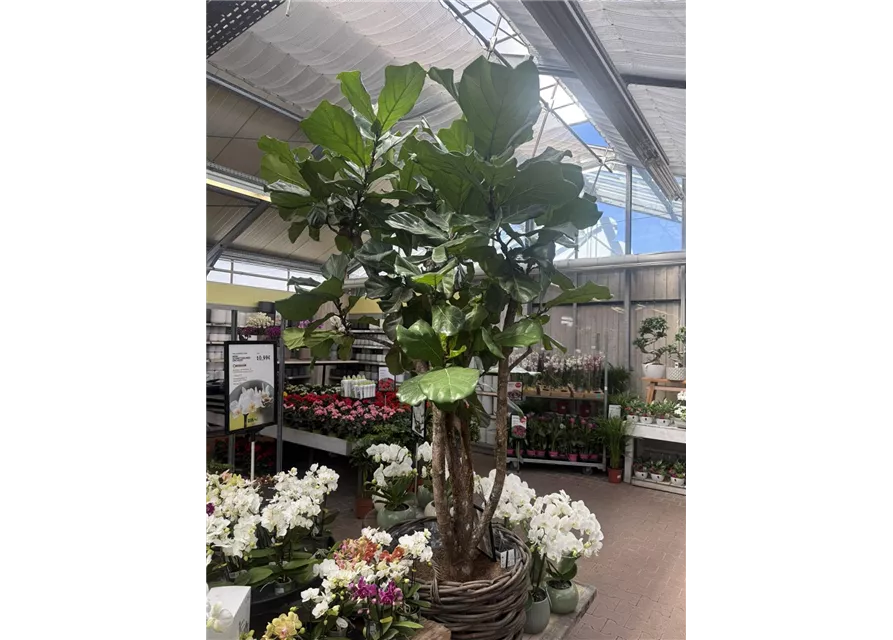 Ficus lyrata Geigenficus
