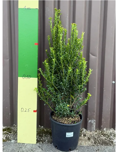Ilex maximowicziana "Kanehirae" (Berg-Ilex)