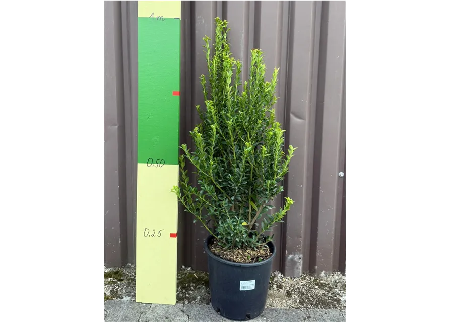 Ilex maximowicziana "Kanehirae" (Berg-Ilex)