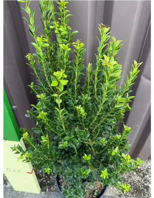 Ilex maximowicziana "Kanehirae" (Berg-Ilex)