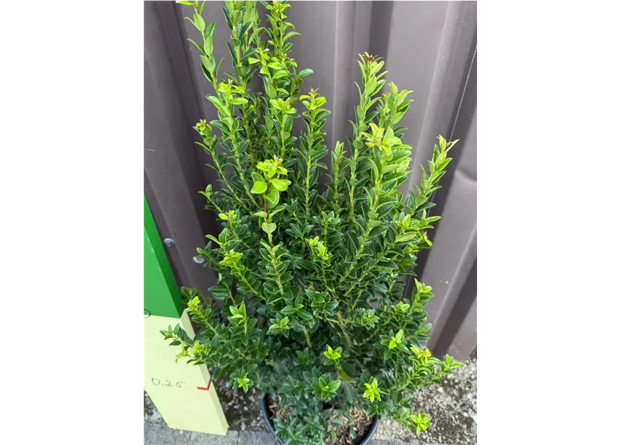 Ilex maximowicziana "Kanehirae" (Berg-Ilex)