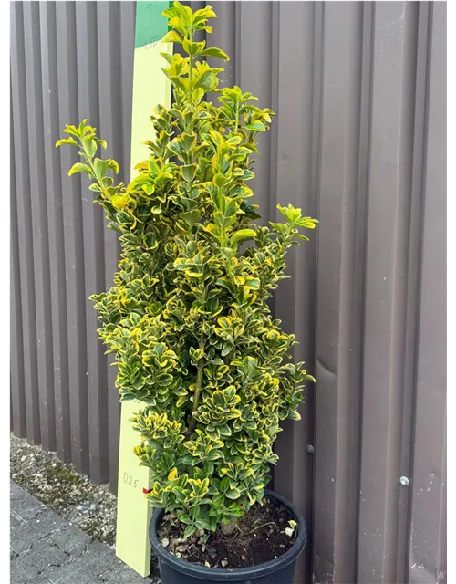 Euonymus japonicus "Aureus" (Weißbunte Kriechspindel)