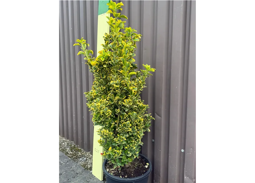 Euonymus japonicus "Aureus" (Weißbunte Kriechspindel)