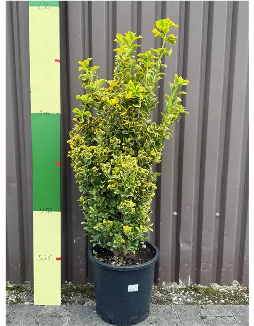 Euonymus japonicus "Aureus" (Weißbunte Kriechspindel)