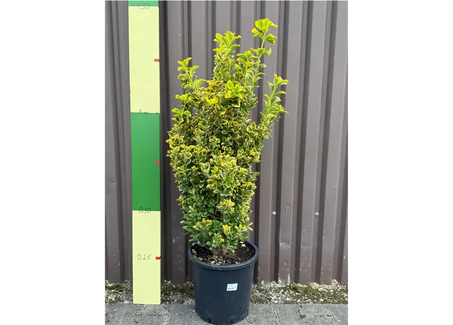 Euonymus japonicus "Aureus" (Weißbunte Kriechspindel)