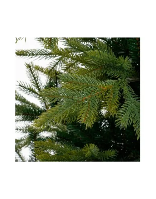 Grimshaw Weihnachtsbaum
