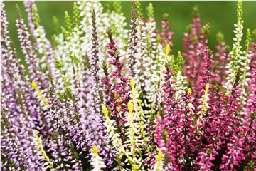 Balkon & Garten